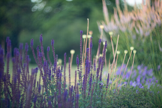 Purple flowering spikes in soft-focus garden at twilight