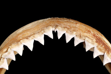 Close-up of real bull shark - Carcharhinus leucas upper jaw showing rows of sharp, triangular, serrated upper teeth isolated on black background. © Panupong