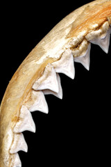 Close-up of real bull shark - Carcharhinus leucas upper jaw showing rows of sharp, triangular, serrated upper teeth isolated on black background. © Panupong