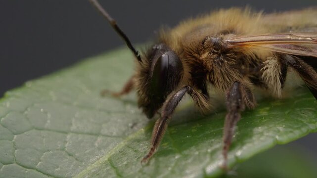 Close-up of a working bee on a green leaf