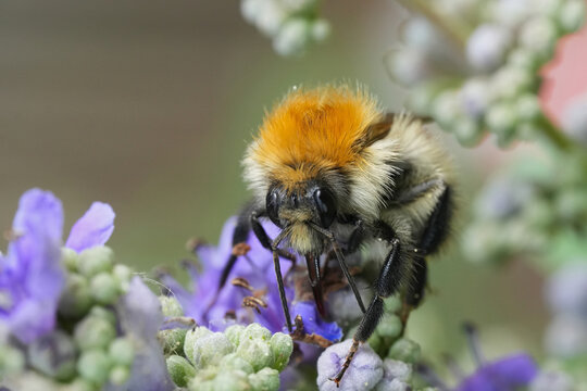 Close up of a furry bumble bee, Bombus pascuorum, with orange, black, and white colors amidst vibrant purple flowers