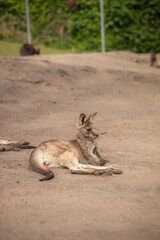 Vertical Portrait of a Cute Eastern Grey Kangaroo (Macropus Giganteus) Resting Outside in Zoo. Australian Young Marsupial on Brown Ground. © nicolecedik