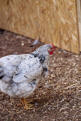 A white hen with black markings observed in an outdoor rural environment. The ground is covered with loose dirt and shavings, and a wooden panel is part of the coop structure. © Loginova