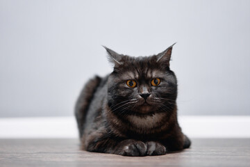 Relaxed dark tabby cat with striking amber eyes gazes forward while lying on a wooden floor. Indoor pet portrait conveying calm, curiosity, cozy home atmosphere and feline personality. © Loginova