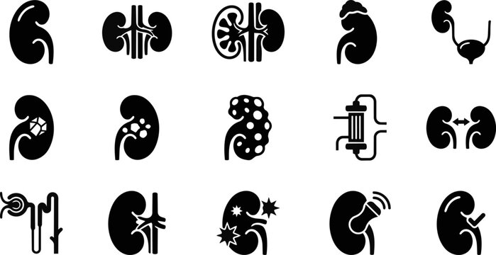 Kidney anatomy icons medical illustrations for healthcare and educational resources
