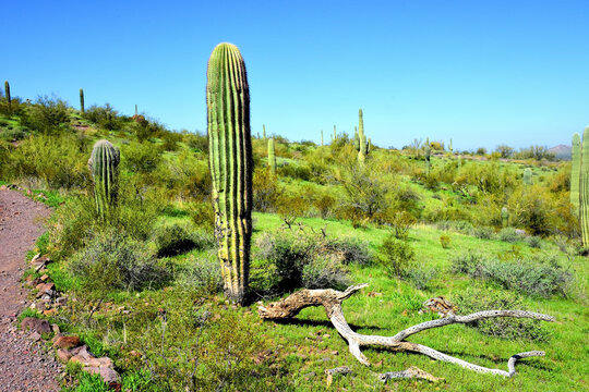 Old Saguaro Cactus Sonora desert Arizona