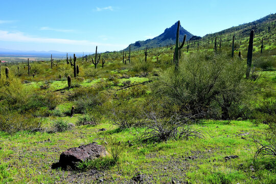 Old Saguaro Cactus Sonora desert Arizona