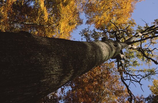 Ancient sessile oak (Traubeneiche, Quercus petraea) &ndash; single tree photographed upward from base