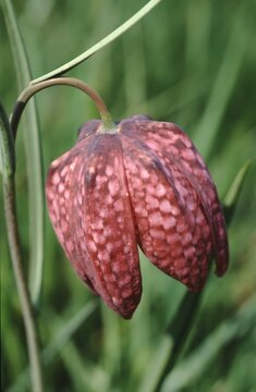 closeup of single flower of Fritillaria meleagris (snake&rsquo;s head fritillary)