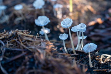 wild mushrooms in the grass © Rahmat