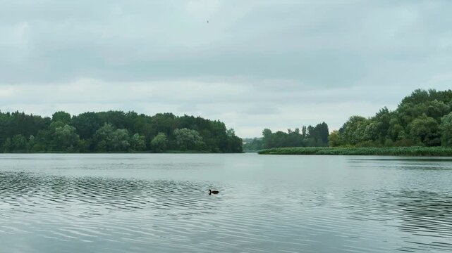 Small wild ducks swim slowly across a wide lake surface bordered by dense forest greenery under an overcast sky during a calm and quiet afternoon in nature