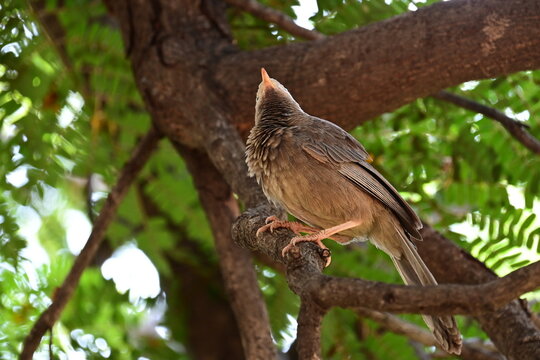 Yellow-billed Babbler perched amidst tree branches&mdash;one showing a clean side profile against vibrant green leaves, and the other capturing a charming low-angle view as the bird fluffs its neck feathers