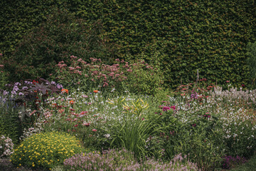 Obraz premium Colorful flower garden with various blooming plants including daisies, lilies, and lavender against a lush green backdrop of climbing ivy and foliage