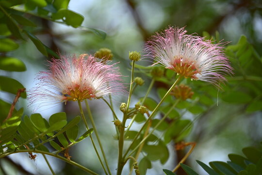Delicate pink-and-white feather-like powderpuff blossoms of a Rain Tree (Samanea saman) bloom with vibrant stamens against a lush green leafy background.