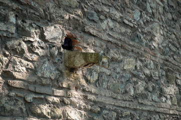 A medieval gutter or corbel, a stone element protruding from the ancient stonework of a castle or fortress wall. © SKfoto GE