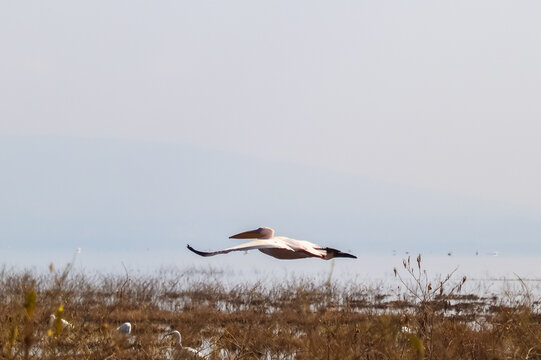 Great white pelican flying over Lake Nakuru Kenya