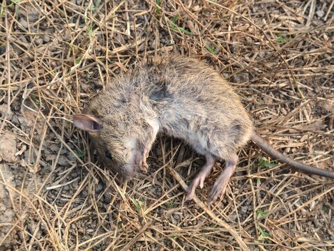 High angle view of a dead field mouse or rat lying on dry grass and soil in the garden. Concept of pest control, rodent hygiene problems, disease transmission, or natural death of wildlife