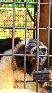 A close up view of a gibbon monkey sitting behind metal bars in a zoo enclosure with a sad and lonely expression. 4K