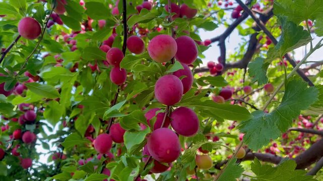 Ripe sweet pink cherry plums on the tree on sunny day