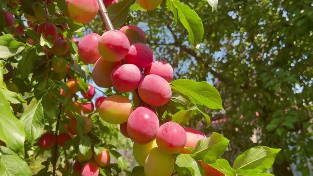Ripe sweet pink cherry plums on the tree on sunny day