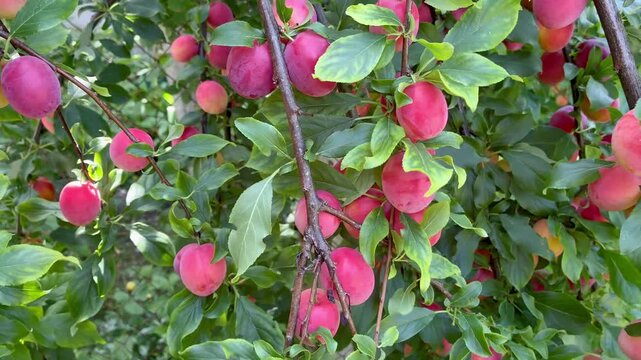 Ripe sweet pink cherry plums on the tree on sunny day