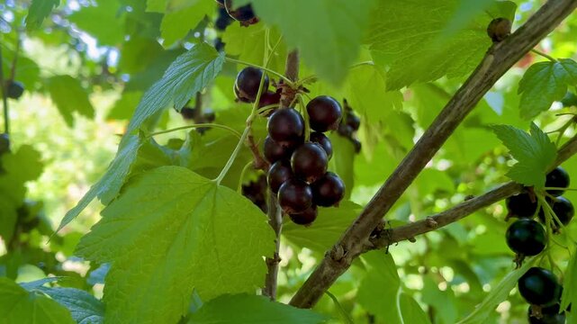 Black currant berries on the bush in the garden