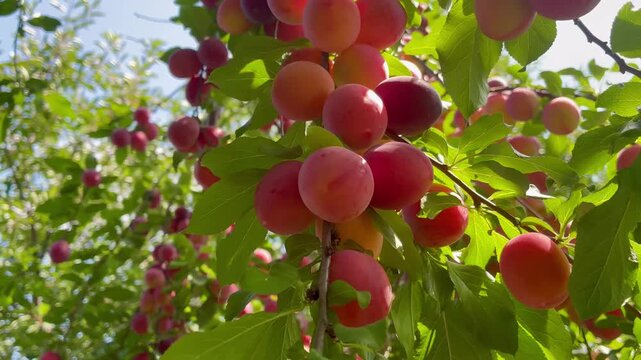 Ripe sweet pink cherry plums on the tree on sunny day