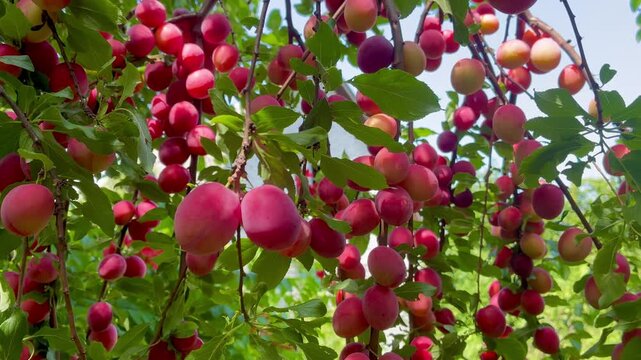 Ripe sweet pink cherry plums on the tree on sunny day
