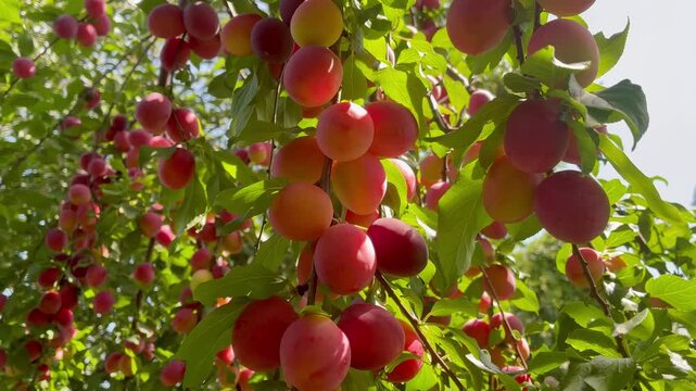 Ripe sweet pink cherry plums on the tree on sunny day