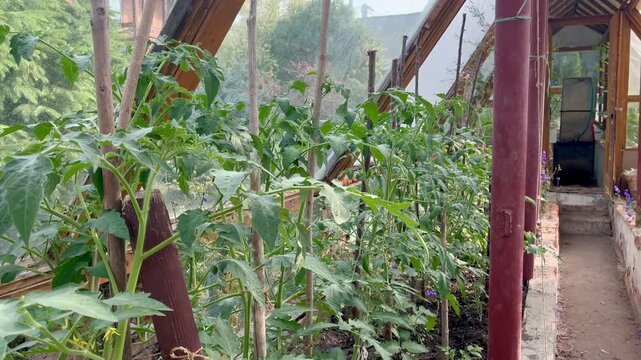 Tomato bushes in the green house on the farm