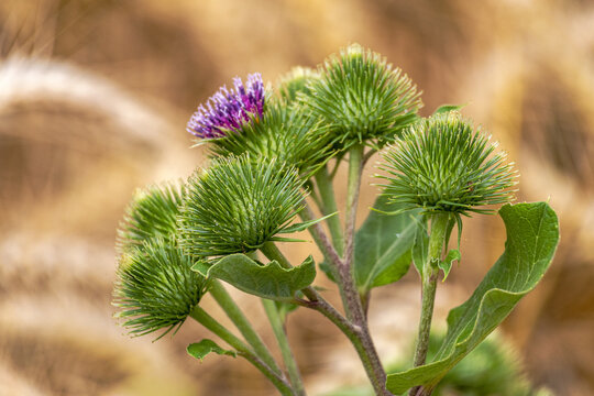 Gro&szlig;e Klette mit Bl&uuml;te und Bl&uuml;tenknospen