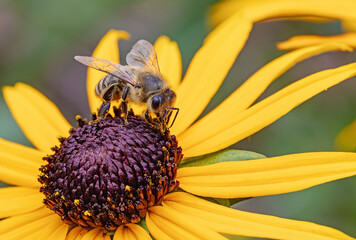Honigbiene besucht Sonnenhut © Karl