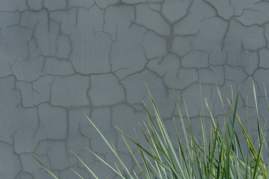 A cracked gray concrete wall with green grass foreground. A weathered cement surface behind plants.