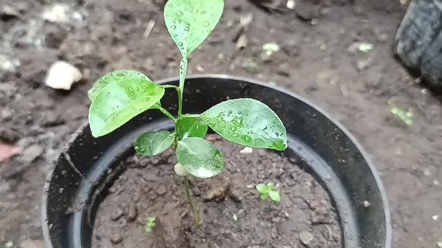 Bibit pohon jeruk yang tumbuh sudah sekitar 20 centimeter 