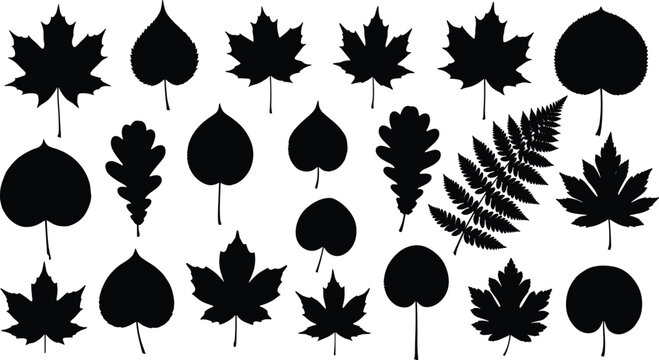 Silhouette set of various tree leaves, vector illustration collection of maple, oak, aspen, fern leaf shapes, black botanical icons for nature and design projects