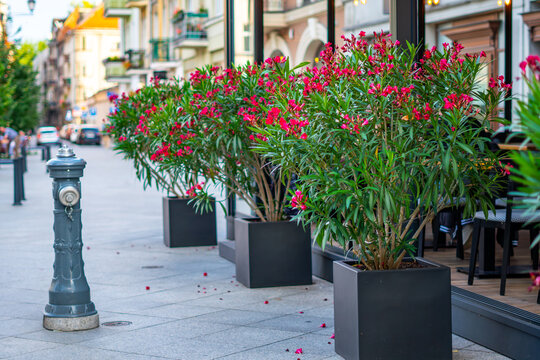 Close-up of a caf&eacute; patio on a city street, featuring a row of pink-red blooming oleander shrubs in modern, black planters and an antique fire hydrant in the foreground, on a sunny day.