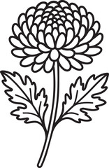 Detailed full chrysanthemum blossom outline spring botanical illustration graphic design element editable stroke vector line icon © Alamin