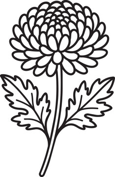 Detailed full chrysanthemum blossom outline spring botanical illustration graphic design element editable stroke vector line icon
