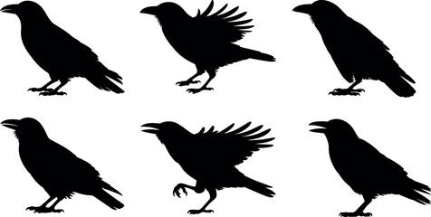Fototapeta premium Flock of crows and ravens black silhouettes collection with standing and flapping wings bird designs