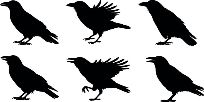 Flock of crows and ravens black silhouettes collection with standing and flapping wings bird  designs