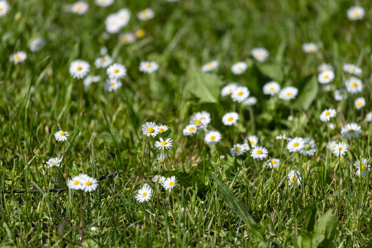 White Common Daisies Bellis Perennis Blooming In Green Grass Lithuania