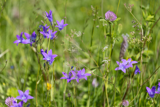 Purple Spreading Bellflower Campanula Patula In Meadow Miroslavas Lithuania