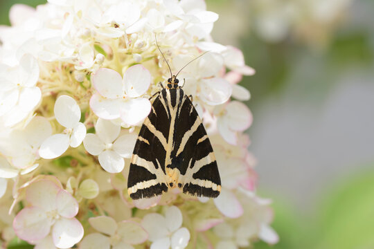 Papillon Ecaille chin&eacute;e sur un hortensia