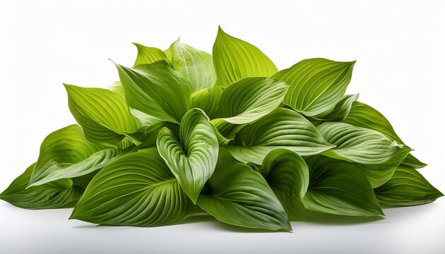 Dense Cluster Of Fresh Green Hosta Leaves Isolated On A White Background