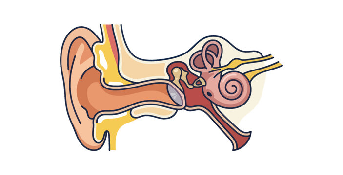 Human Ear Anatomy Cross Section Flat Design Vector