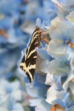 Papillon Ecaille chin&eacute;e sur un hortensia