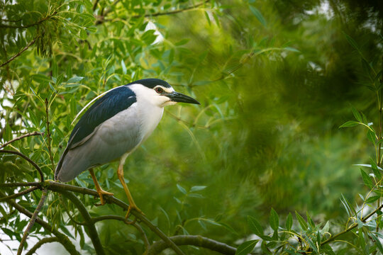 Un oiseau blanc et bleu , le h&eacute;ron bihoreau sur une branche au milieu des feuillages