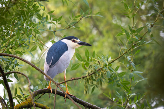 Un oiseau blanc et bleu , le h&eacute;ron bihoreau sur une branche d'arbres