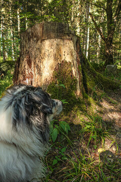 Hund im Wald