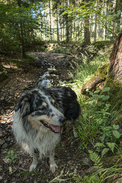 Hund im Wald
